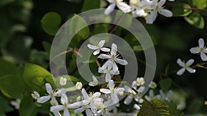 Blooming white clematis on the garden. Summer composition