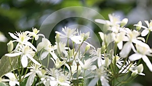 Blooming white clematis on the garden. Summer composition