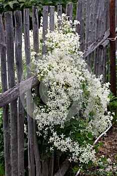 Blooming white clematis on the wooden village fence. Summer composition