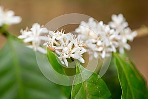 Blooming white Coffee flower on tree in North of thailand