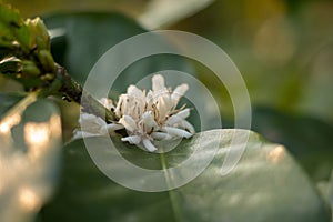 Blooming white Coffee flower on tree in North of thailand