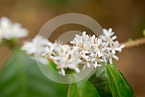 Blooming white Coffee flower on tree in North of thailand