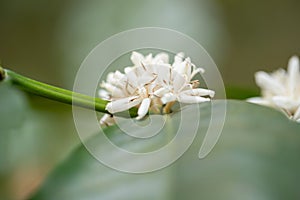 Blooming white Coffee flower on tree in North of thailand