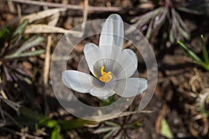 A blooming white crocus