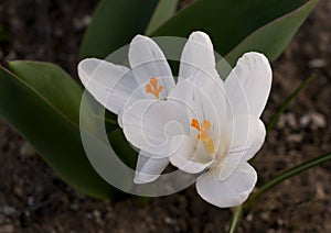 Blooming white crocus flowers.