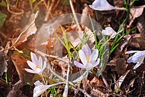 Blooming white crocus flowers on a meadow