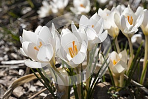 Blooming White Crocuses in Spring Time #1