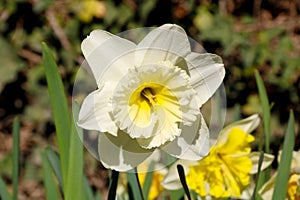 Blooming white Daffodils flower, Narcissus Blossom Narcissus pseudonarcissus, knows also as Wild Daffodil or Lent lily in spring