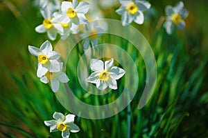 Blooming white daffodils