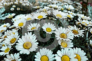 Blooming white daisies, pic done by Fujifilm X-A2