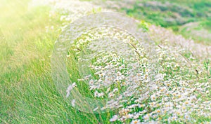 Blooming white daisy field. Beautiful nature scene.