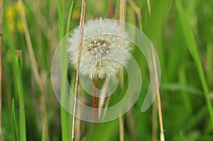 Blooming white dandelion on the bush.