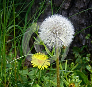 Blooming white dandelion on a green background