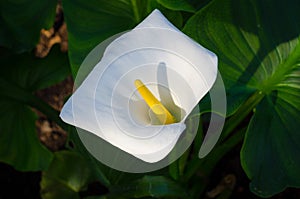 Blooming white exotic flower photo