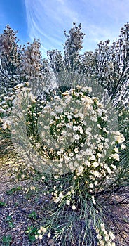 Blooming  White Flower  Blossoms on Desert  Broom Wild Plants  Sky Nature Scene