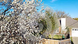 Blooming white flower of Bradford pear or Pyrus calleryana, Callery at typical backyard suburban single family home, Dallas, Texas