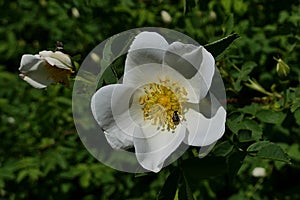 Blooming white flower of Burnet Rose, latin name, Rosa Spinosissima