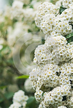 Blooming white flower bushes