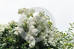 Blooming white flower bushes