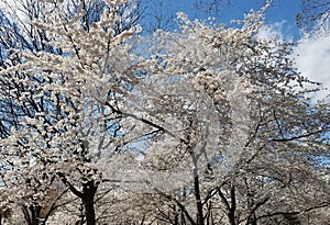 Blooming white flower cherry trees in spring
