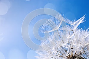Blooming white flower dandelion, macro fluffy seeds, natural wild flower with flying away seeds, blue background Close