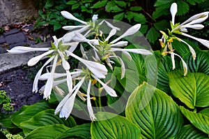 Blooming white flower of Hosta, also Funkia, family of Asparagus lat. Asparagales