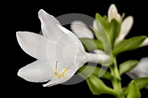 Blooming white flower of Hosta, also Funkia, family of Asparagus lat. Asparagales, on black background