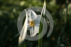 Blooming white flower of Narcissus poeticus with two leaves in the foreground