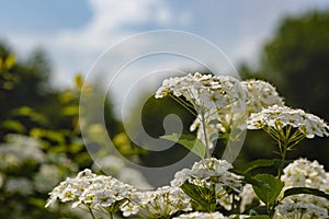 Blooming white flower - Spiraea decumbens - closeup