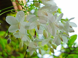 Blooming white flower Wrightia religiosa