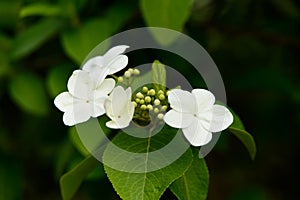 The  blooming white flowers