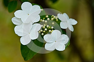 The  blooming white flowers