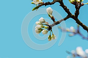 Blooming white flowers on a cherry branch