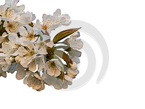 Blooming white flowers and cherry buds isolated on a white background. Close-up view. Trees bloom in spring. Delicate cherry