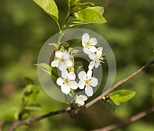 Blooming white flowers, cherry - time flavor and sprin