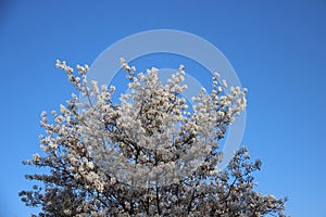 Blooming White Flowers With Clear Blue Sky