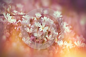 Blooming white flowers in meadow