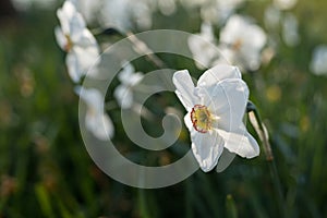 Blooming white flowers of Narcissus poeticus also known as poet`s daffodil, poet`s narcissus