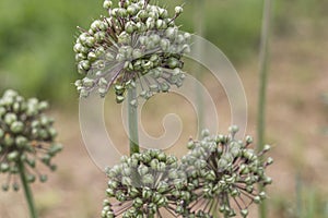 Blooming white flowers of onion  in the garden