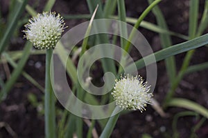 Blooming white flowers of onion  in the garden o