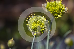 Blooming white flowers of onion  in the garden on a summer sunny day.  The seeds onion. Allium stipitatum. Allium aflatunense