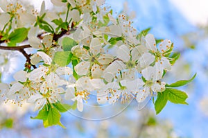 Blooming white flowers on a plum branch