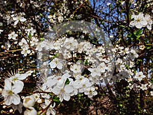 Blossoming plum of white flowers against the blue sky.