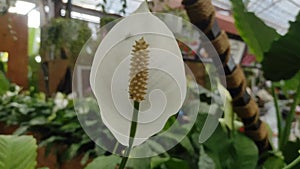 Blooming white flowers spathiphyllum. Spathiphyllum, commonly known as spath or peace lilies.