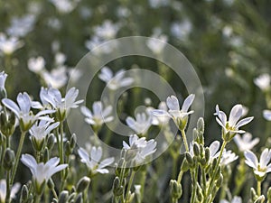 Blooming white flowers in summer. Small white flower meadow background