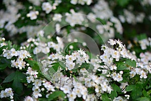 Blooming white flowers on a tree branch closeup