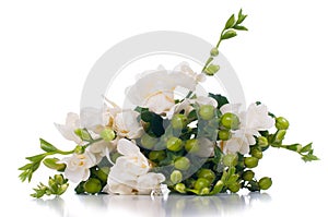 Blooming white freesia