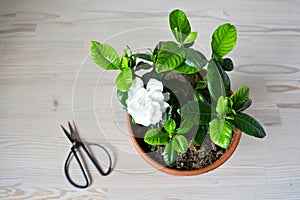Blooming white gardenia and black steel scissors