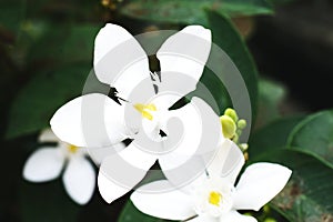 Blooming White Gardenia Flower Blossom