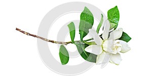 Blooming White Gardenia jasminoides or Cape Jasmine Flower, Bud and Leaves Isolated on White Background with Clipping Path